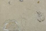 Cretaceous Fossil Shrimp and Fish - Lebanon #376366-1